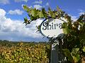 Shiraz, Boireann vineyard P1070980